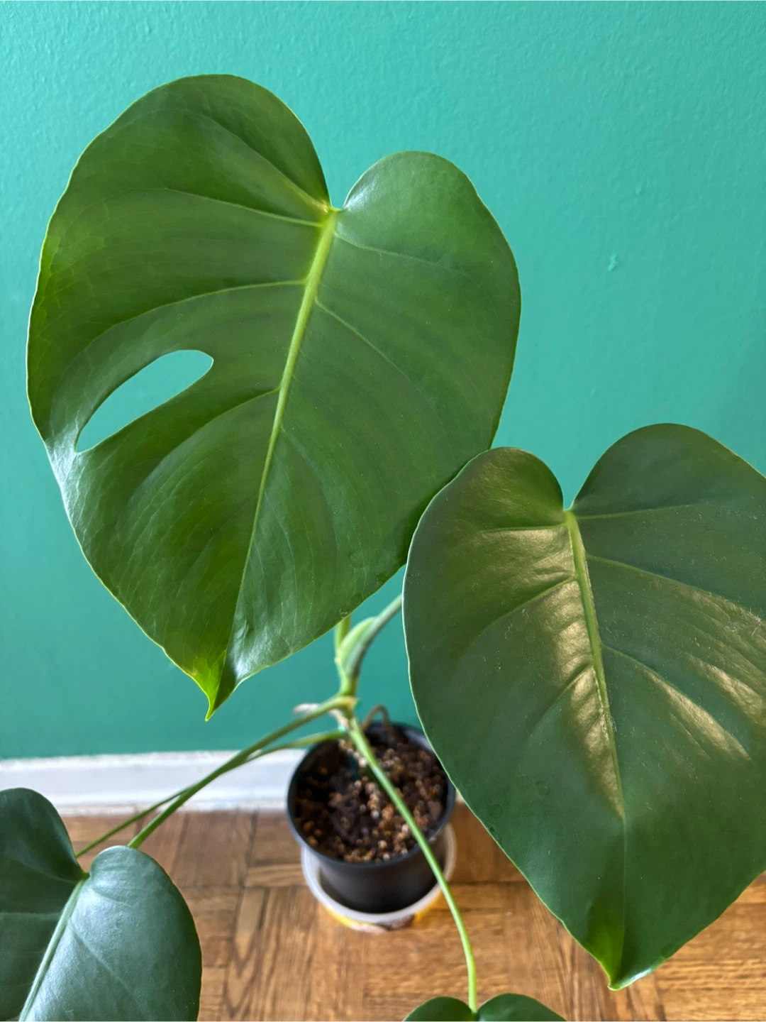 Monstera Deliciosa - photo 2