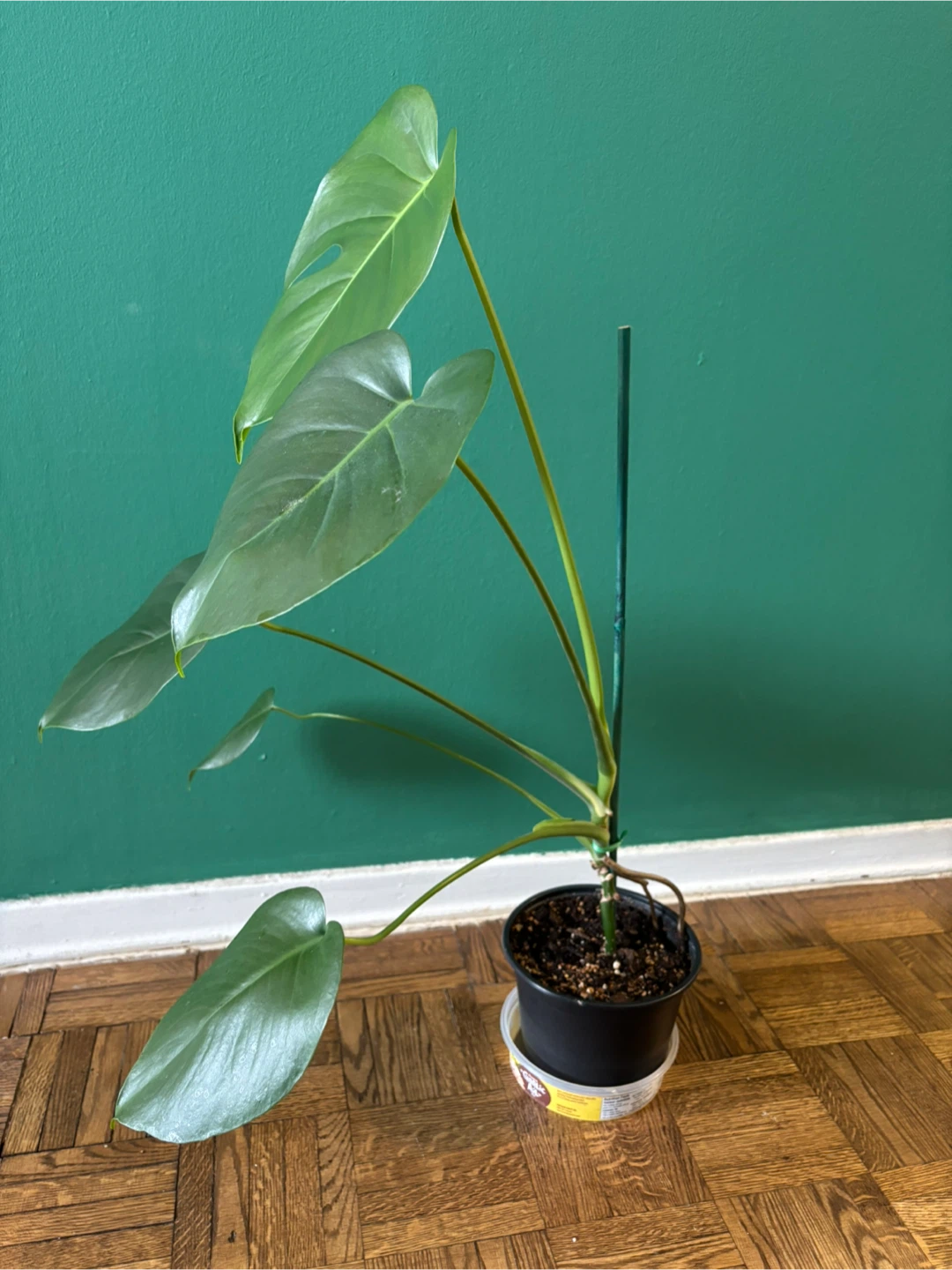 Monstera Deliciosa - photo 3
