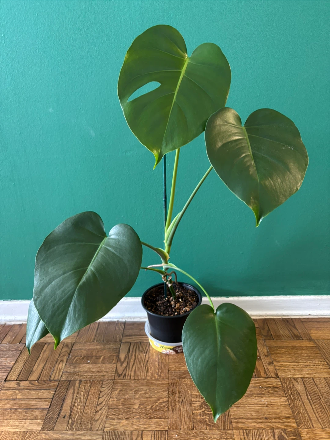 Monstera Deliciosa