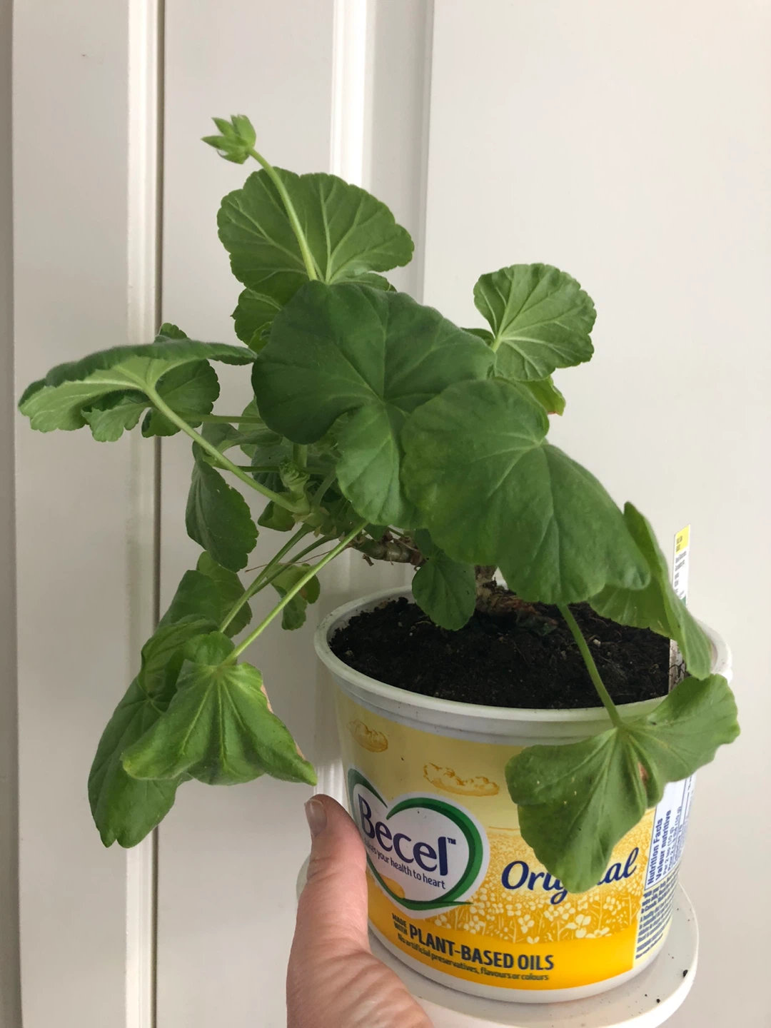 Geranium Plant - photo 2