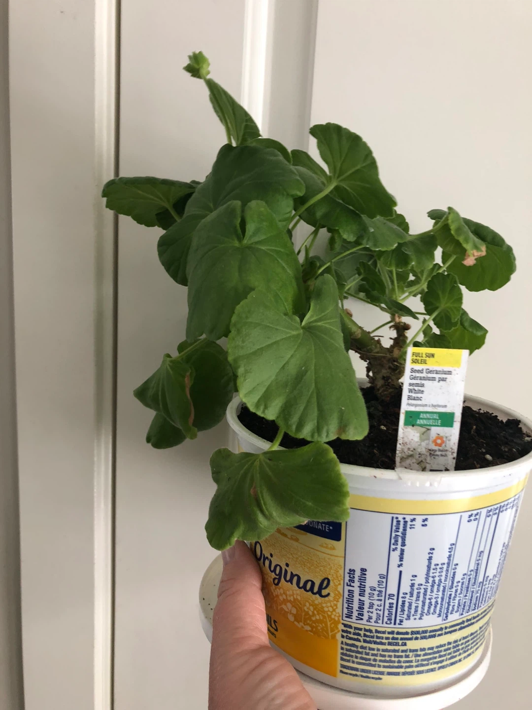 Geranium Plant