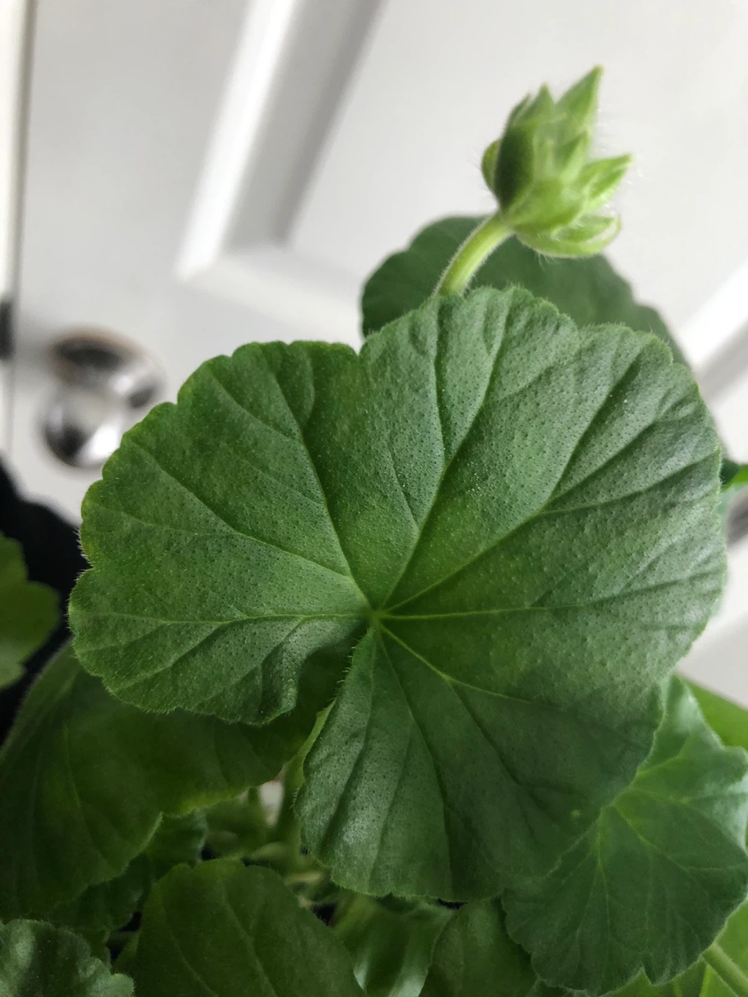 Geranium Plant - photo 3