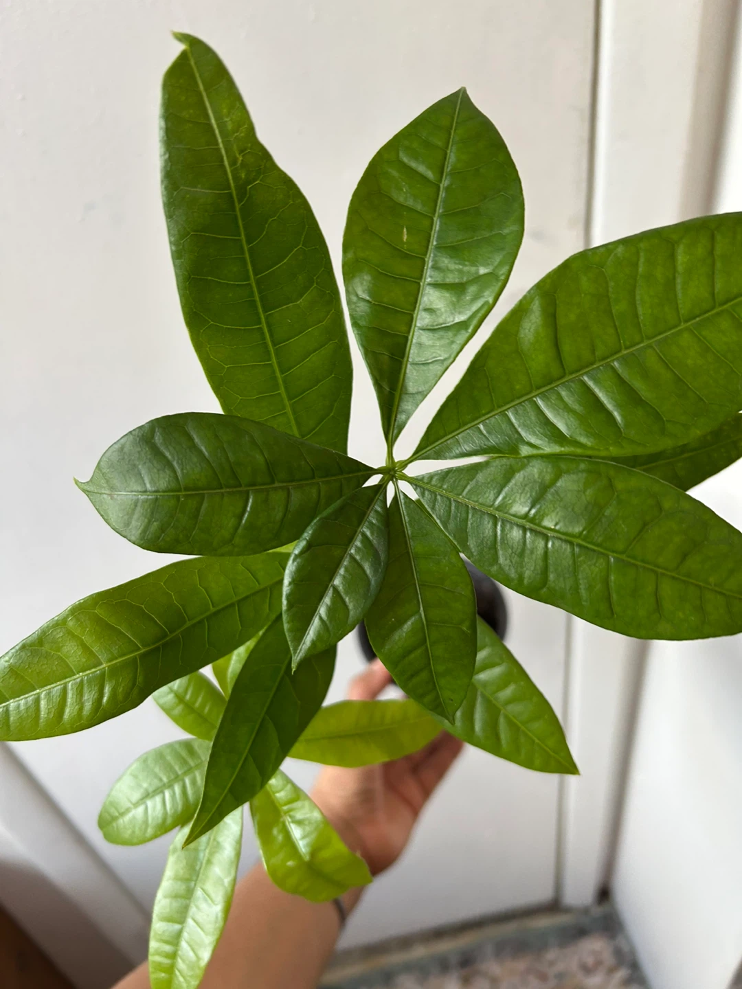 Money tree 🥕 - photo 2