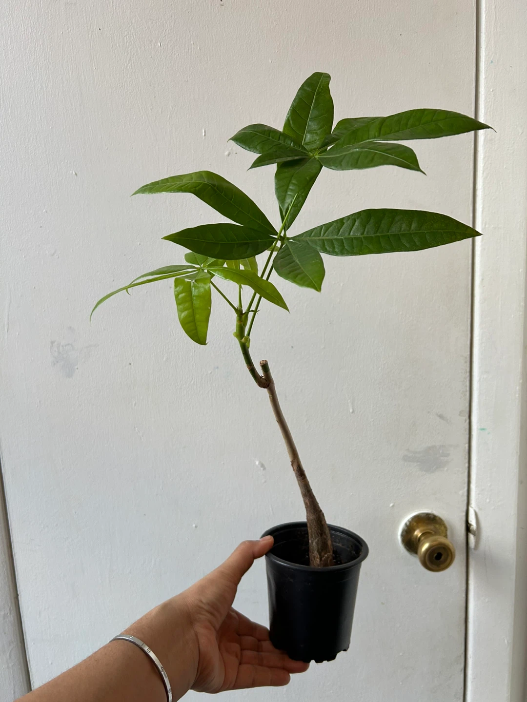 Money tree 🥕 - photo 3