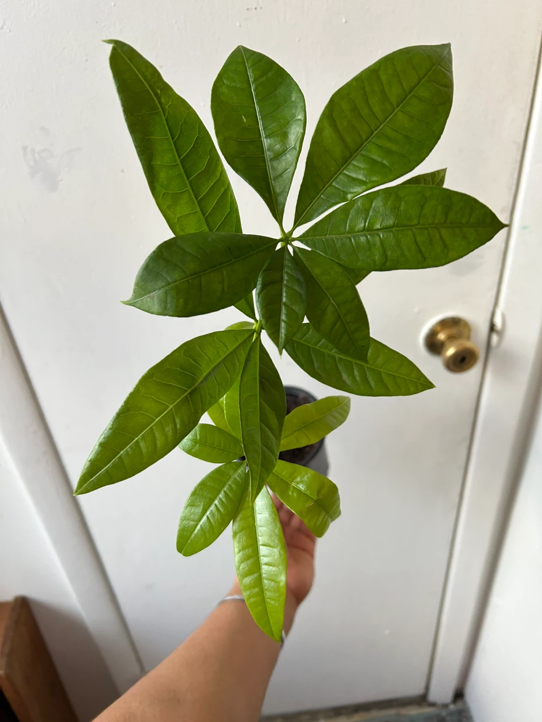 Money tree 🥕