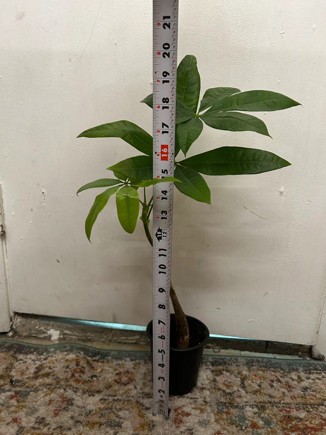 Money tree 🥕 - photo 4