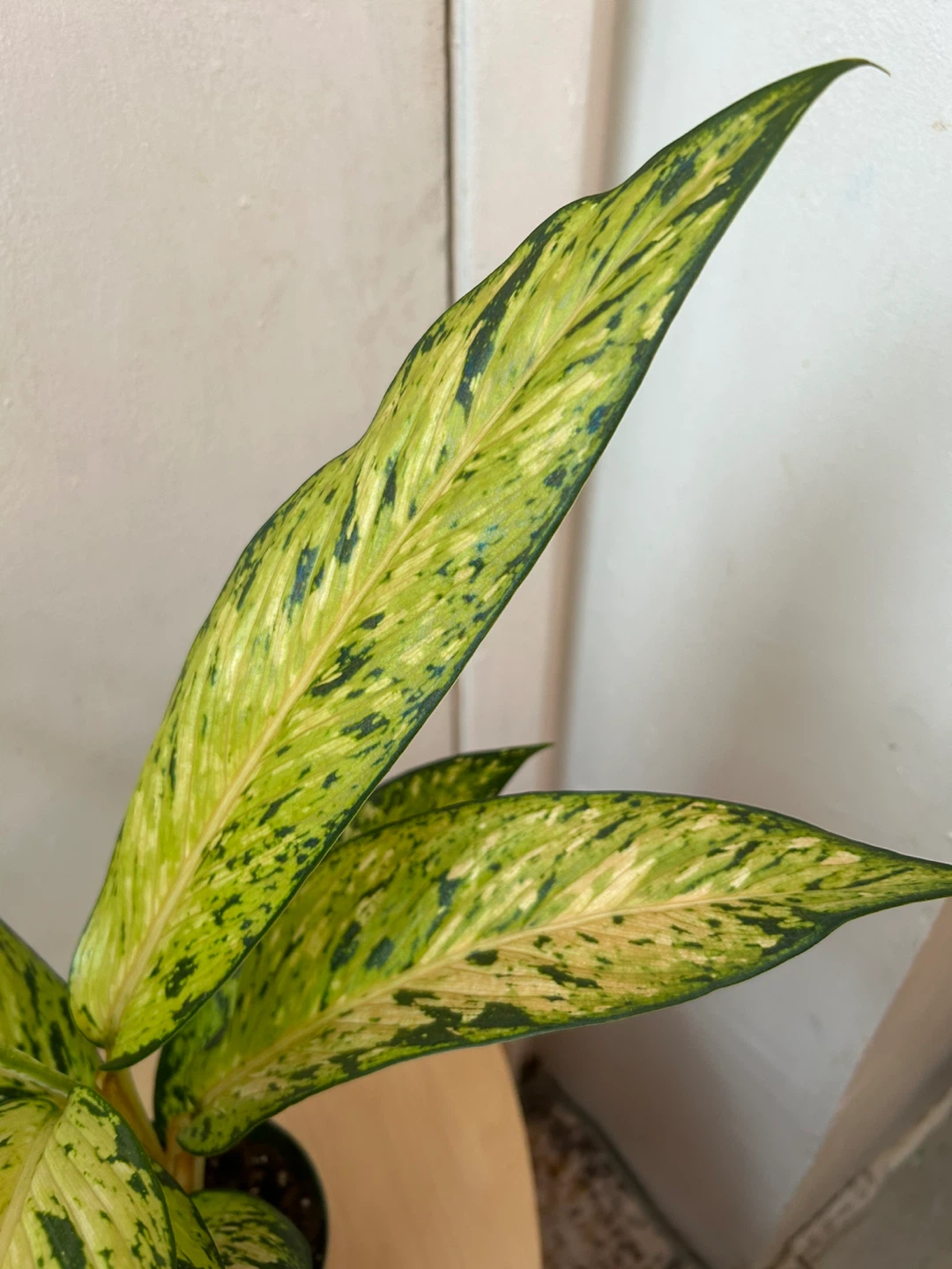 Agloanema 🥕 - photo 5