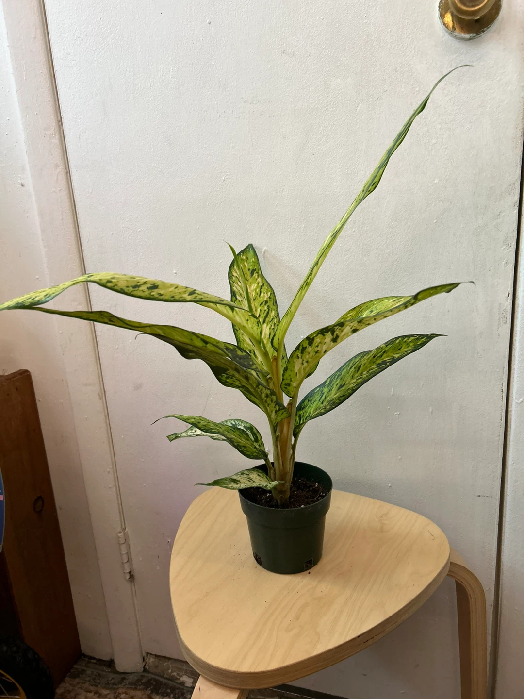 Agloanema 🥕 - photo 2