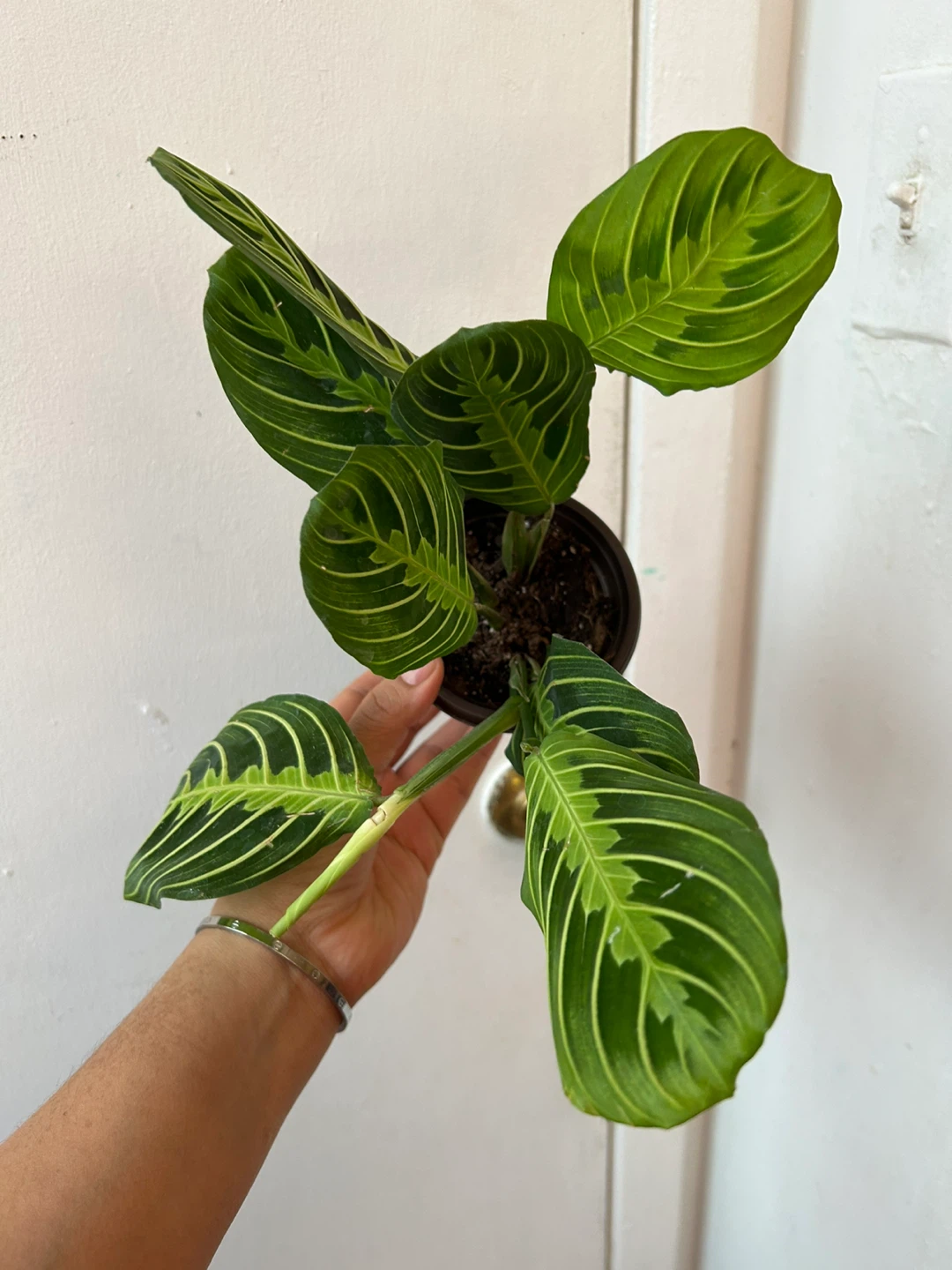 Lemon lime maranta 🧡