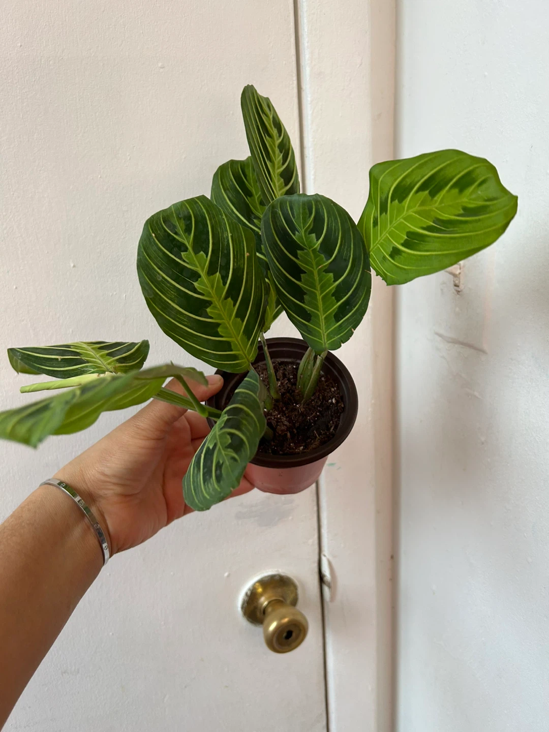 Lemon lime maranta 🧡 - photo 4
