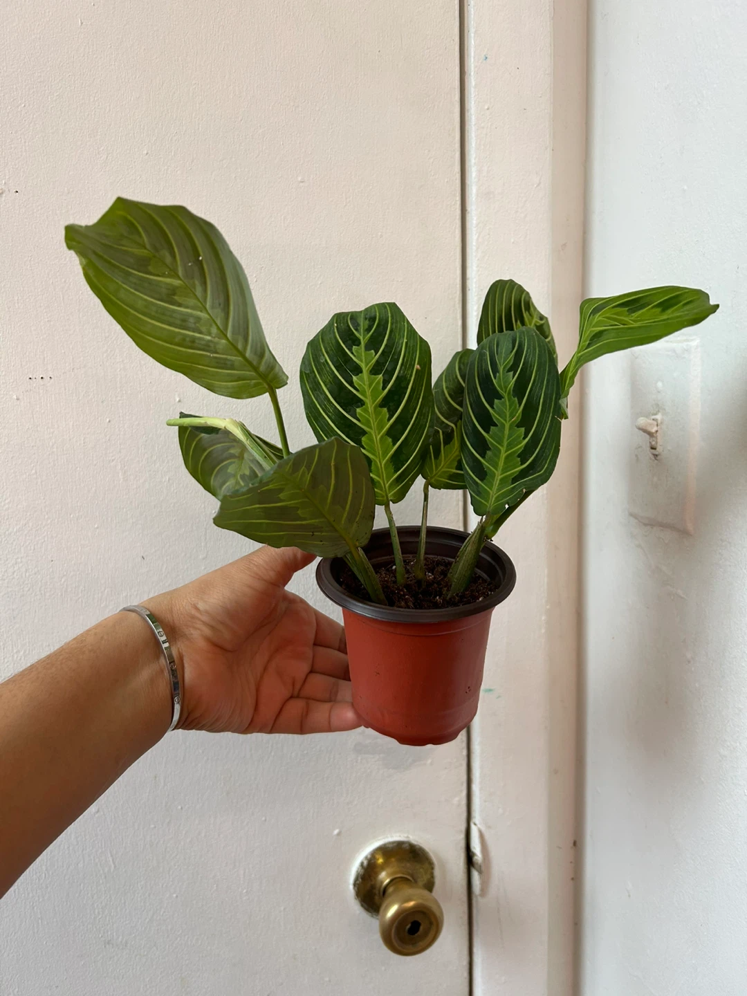 Lemon lime maranta 🧡 - photo 3