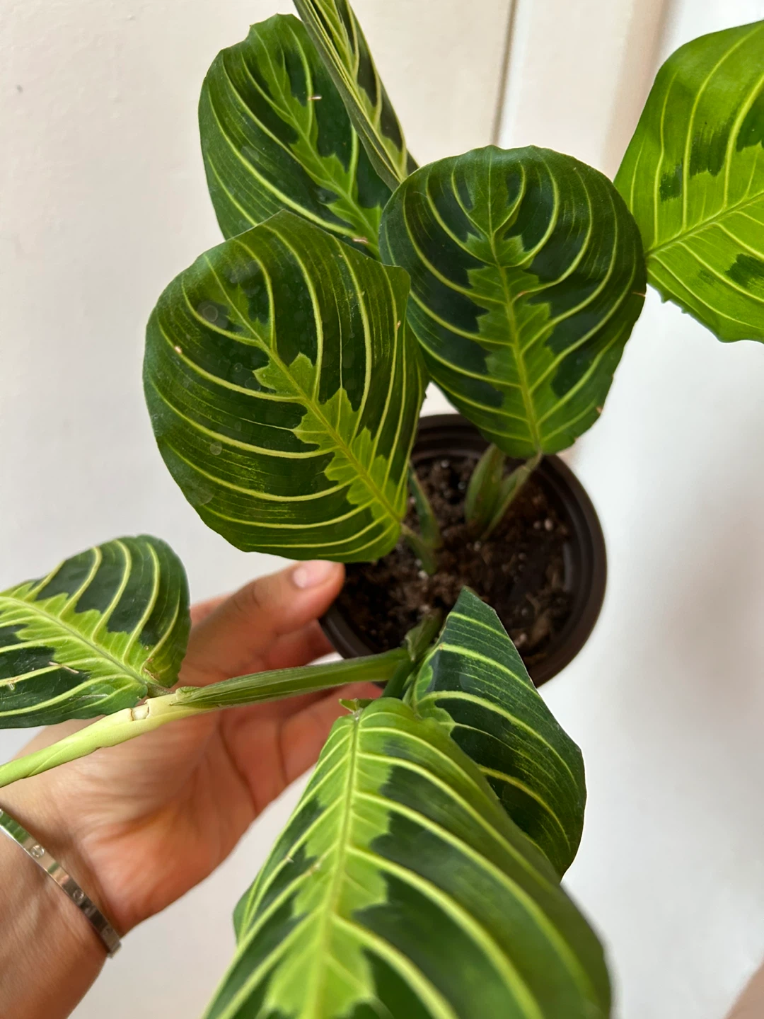 Lemon lime maranta 🧡 - photo 2