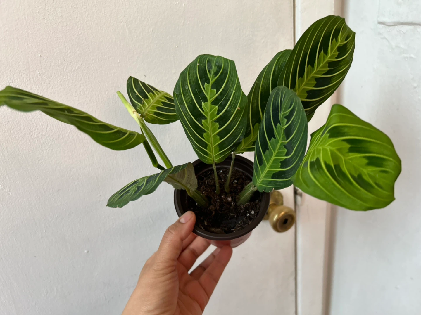 Lemon lime maranta 🧡 - photo 5