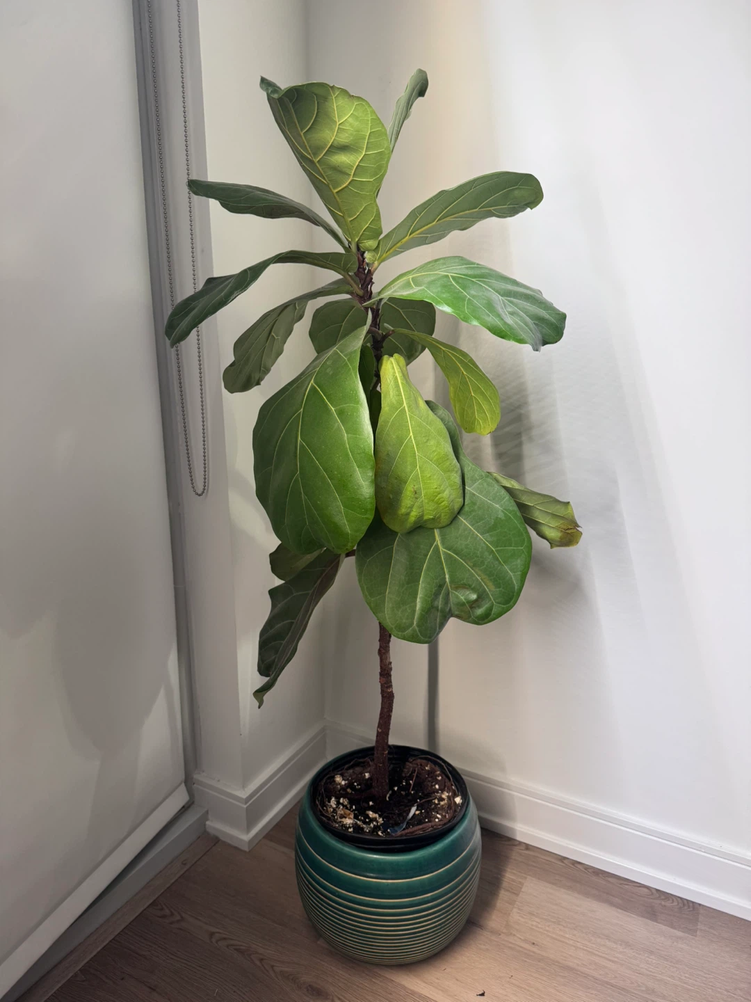 Fiddle Leaf Fig Plant in Decorative Pot