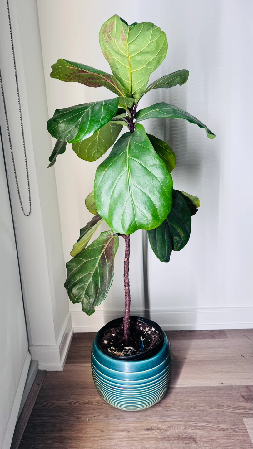 Fiddle Leaf Fig Plant in Decorative Pot - photo 3