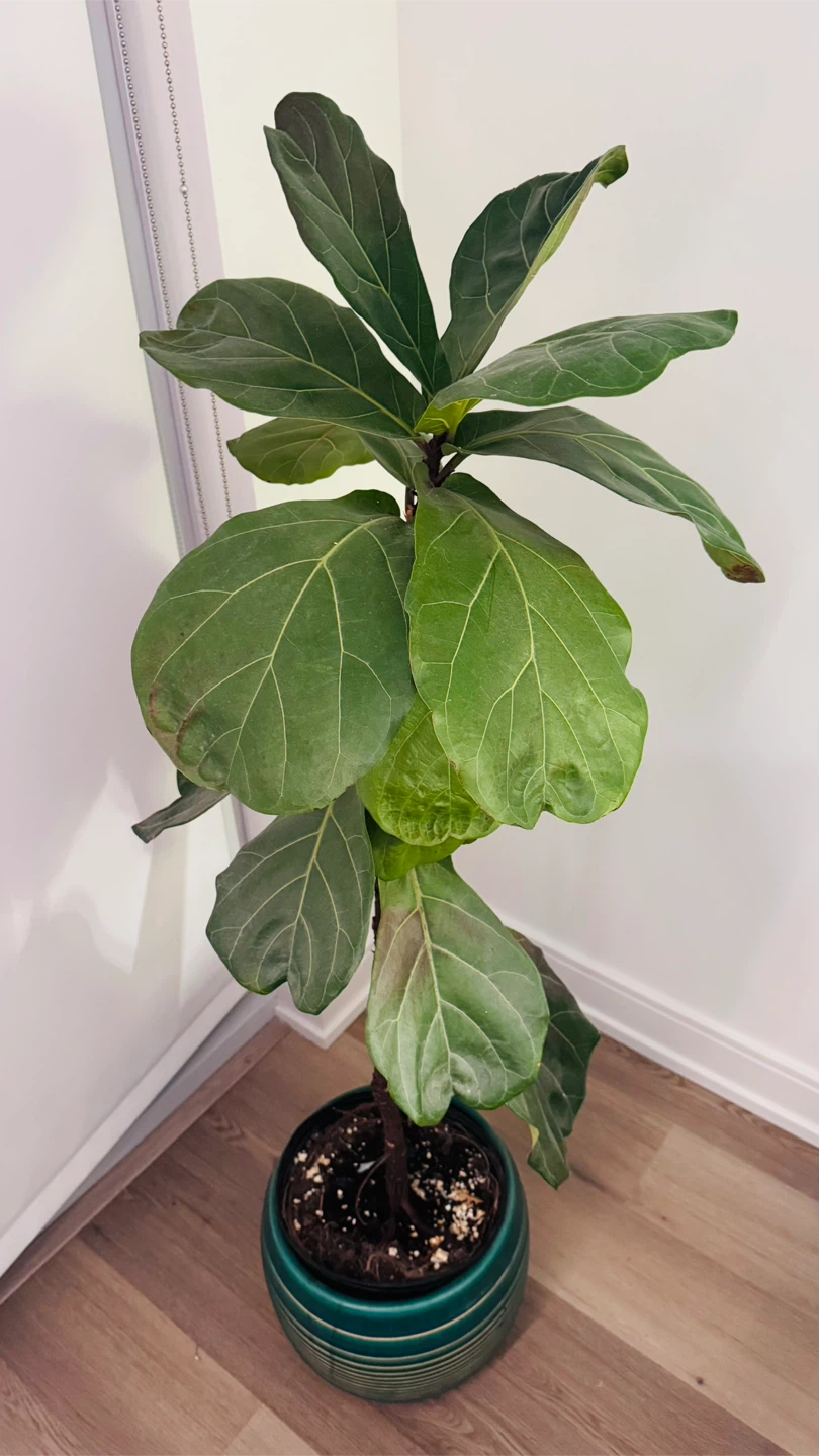 Fiddle Leaf Fig Plant in Decorative Pot - photo 2