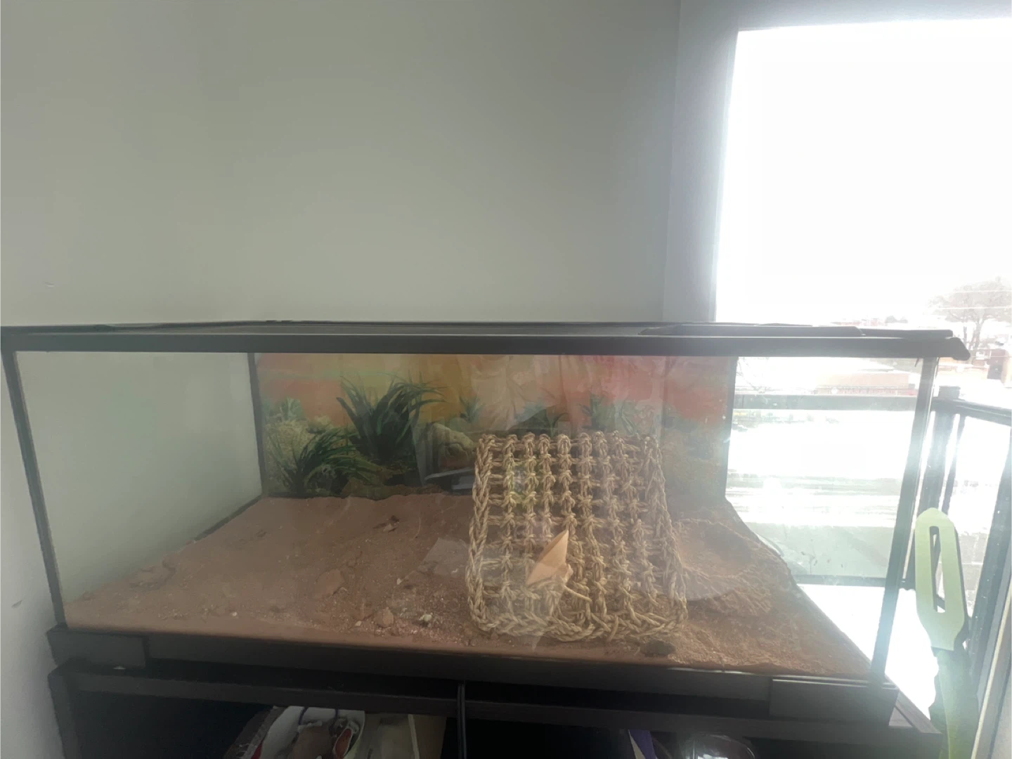 Terrarium - photo 2
