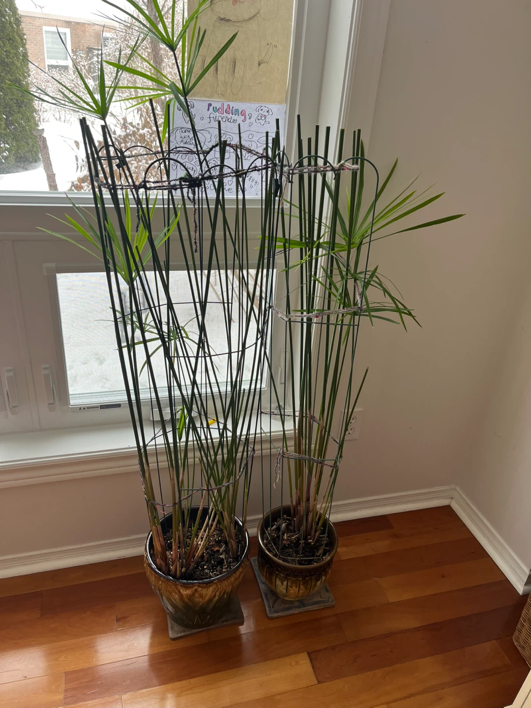Two Papyrus Plants in Decorative Pots