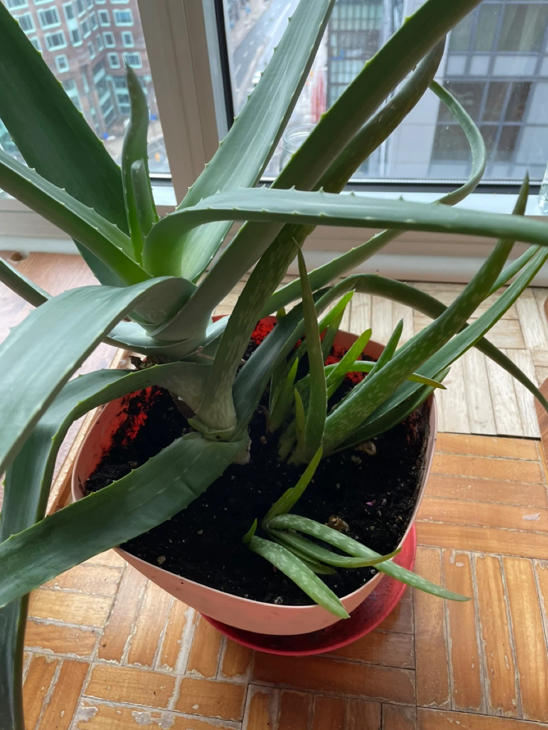 Healthy Aloe Vera Plant - photo 2