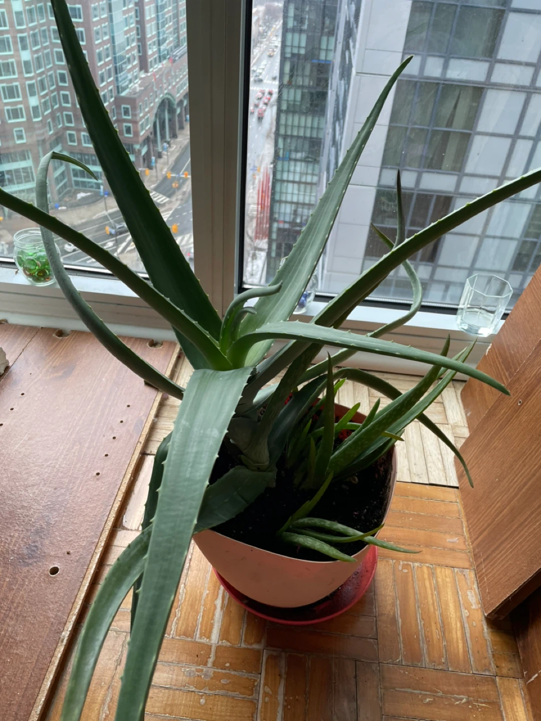 Healthy Aloe Vera Plant - photo 3