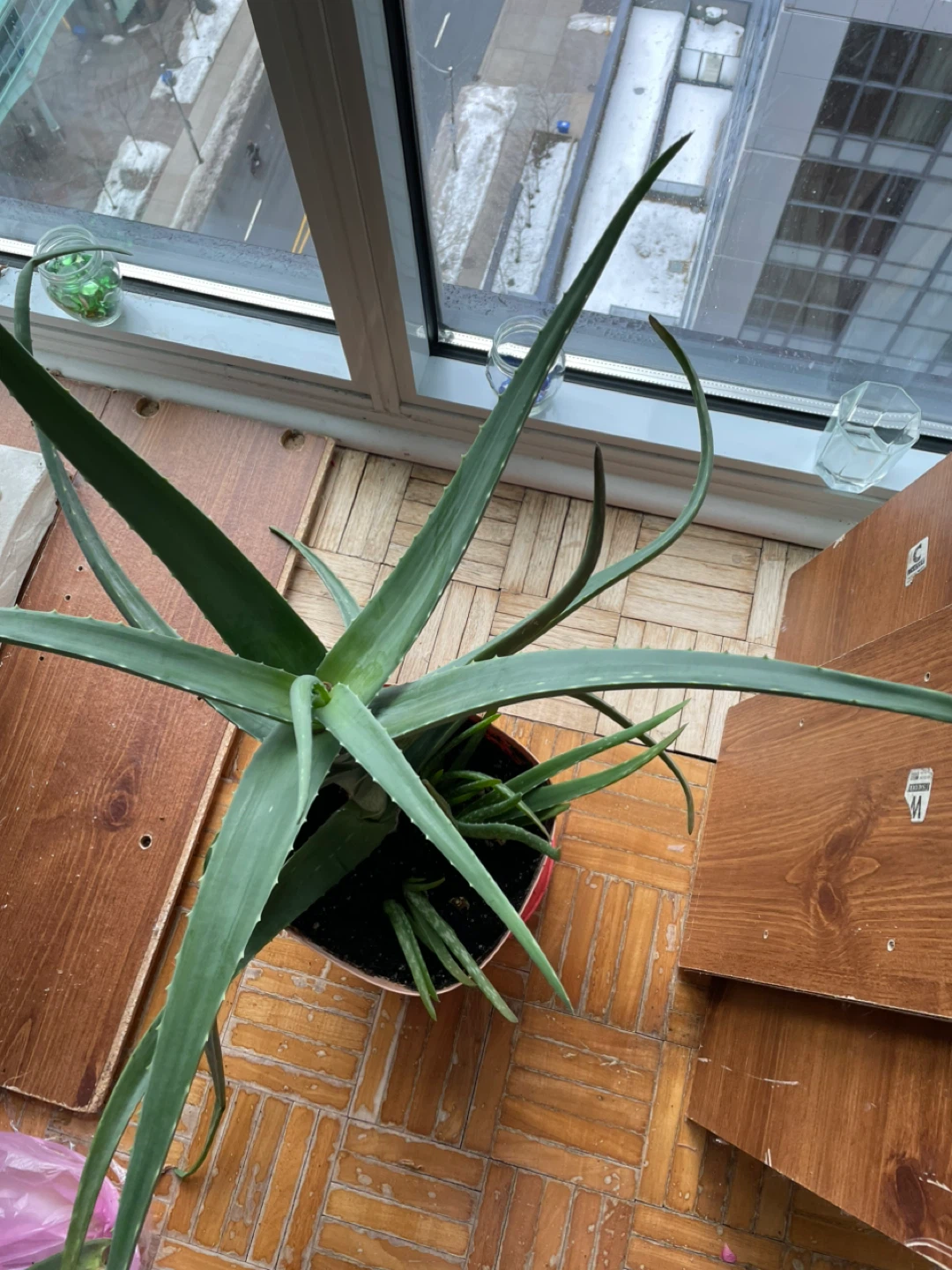 Healthy Aloe Vera Plant