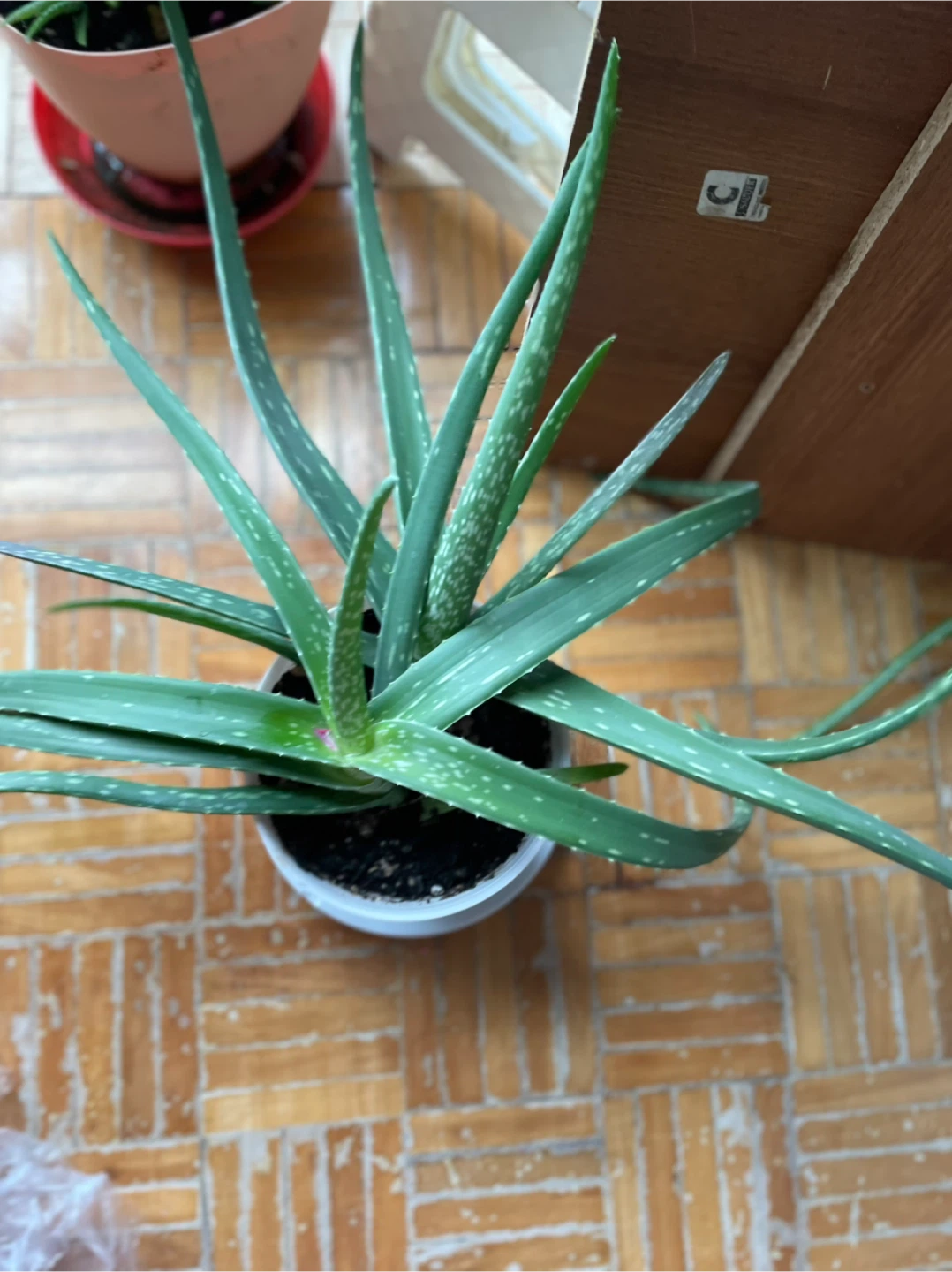 Aloe Vera Plant in Pot - photo 3
