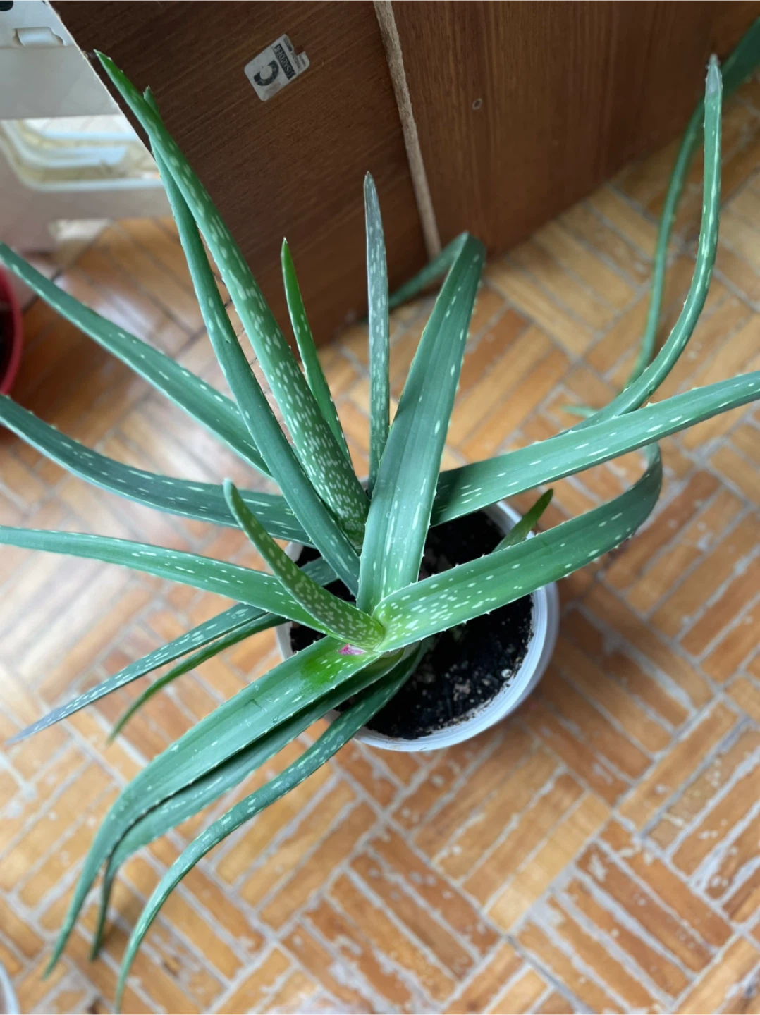 Aloe Vera Plant in Pot - photo 2