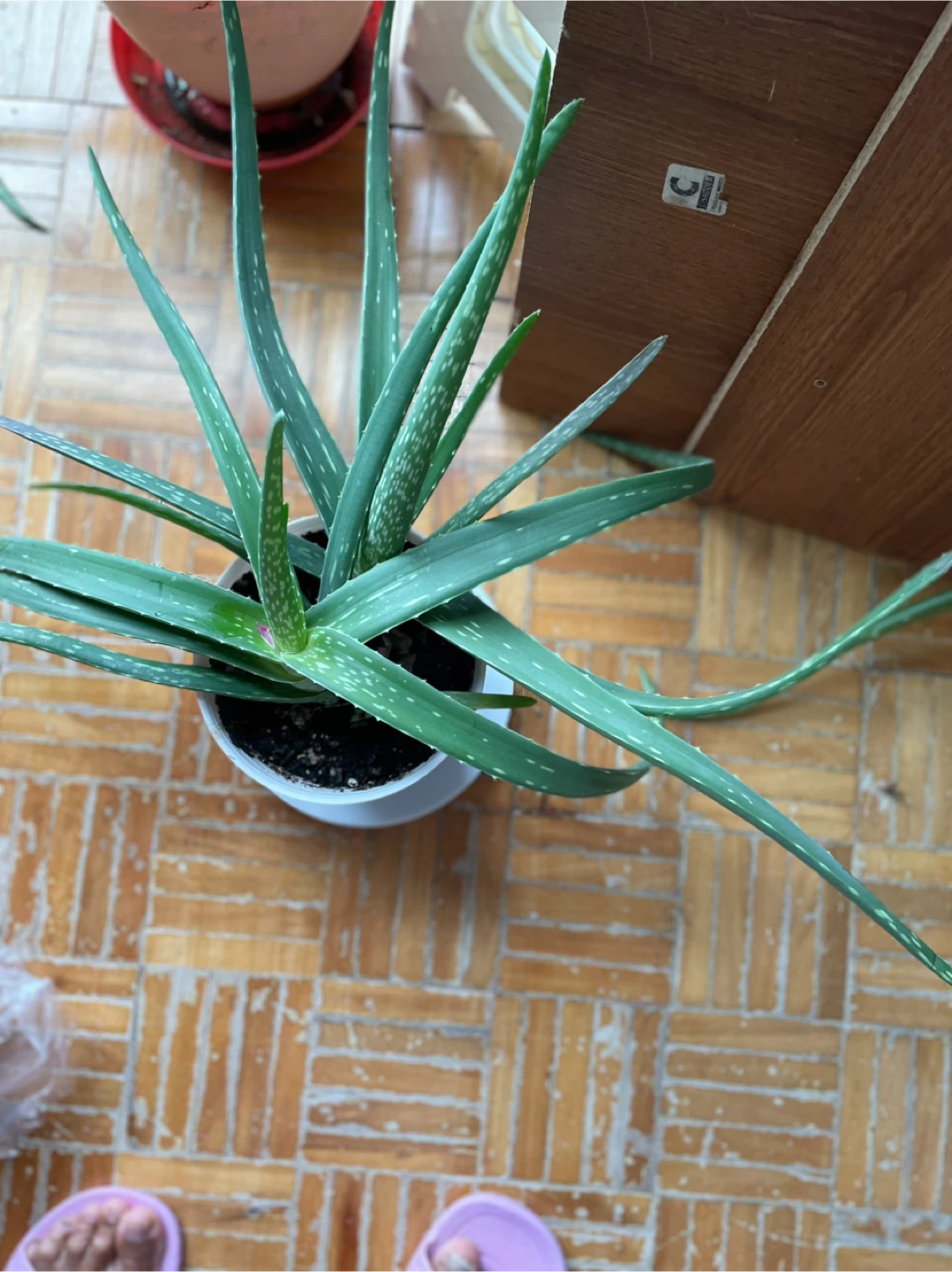 Aloe Vera Plant in Pot