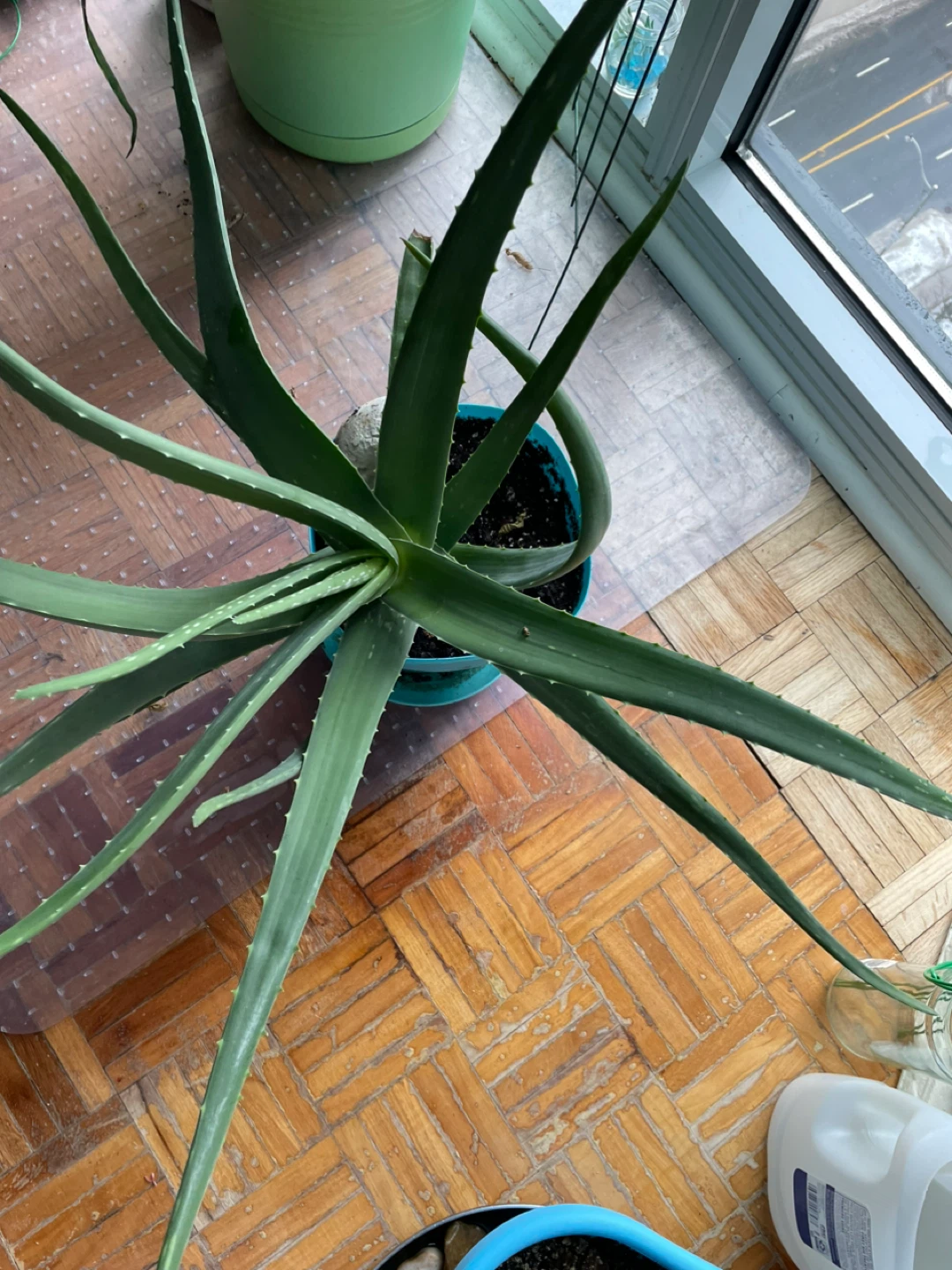 Aloe Vera Plant - photo 2