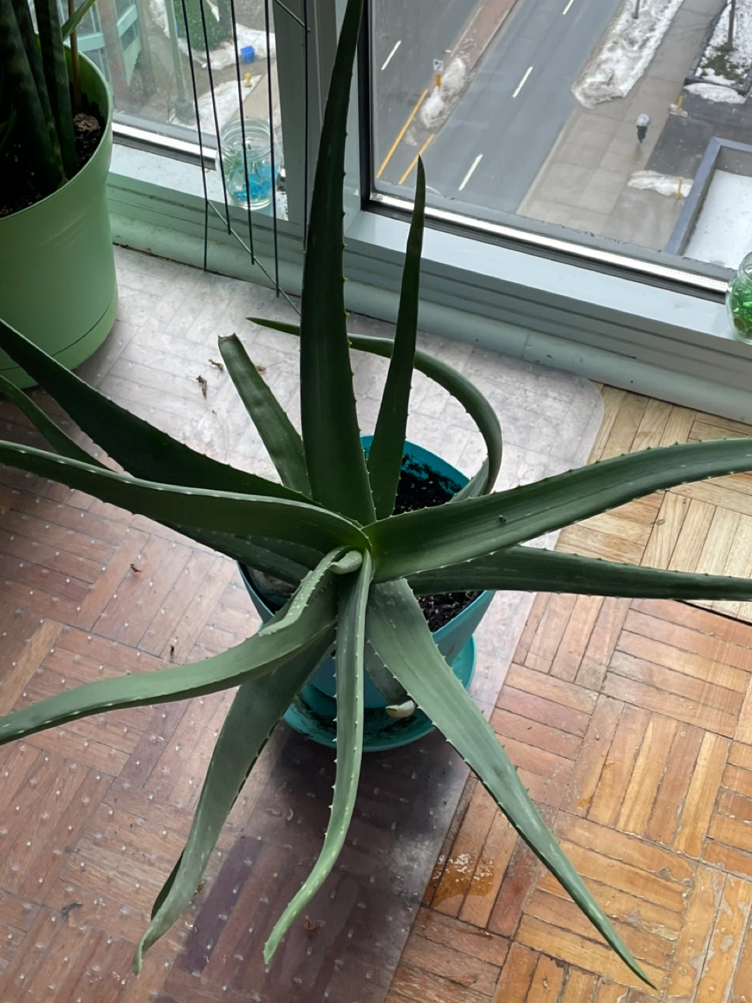 Aloe Vera Plant