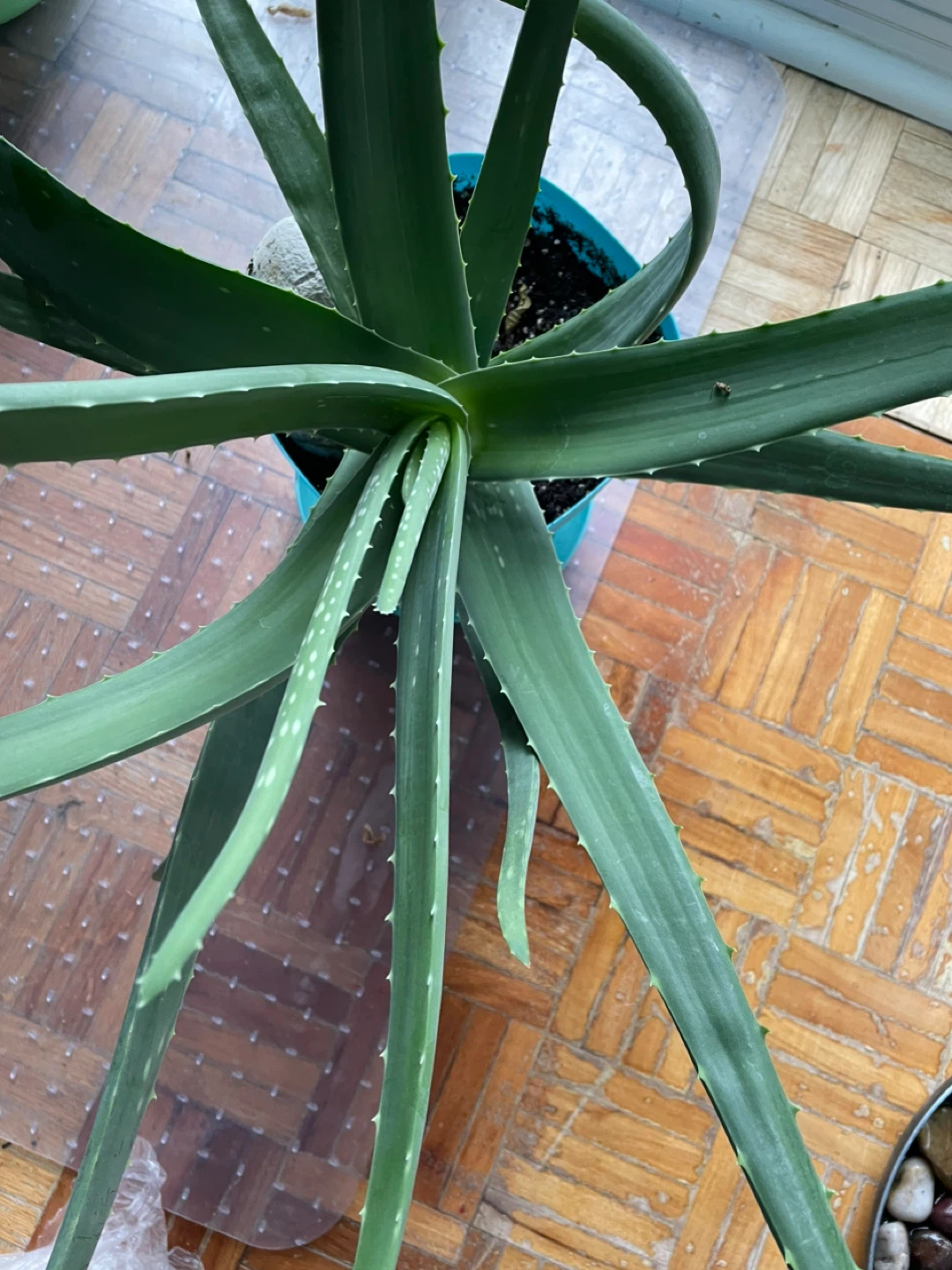 Aloe Vera Plant - photo 3