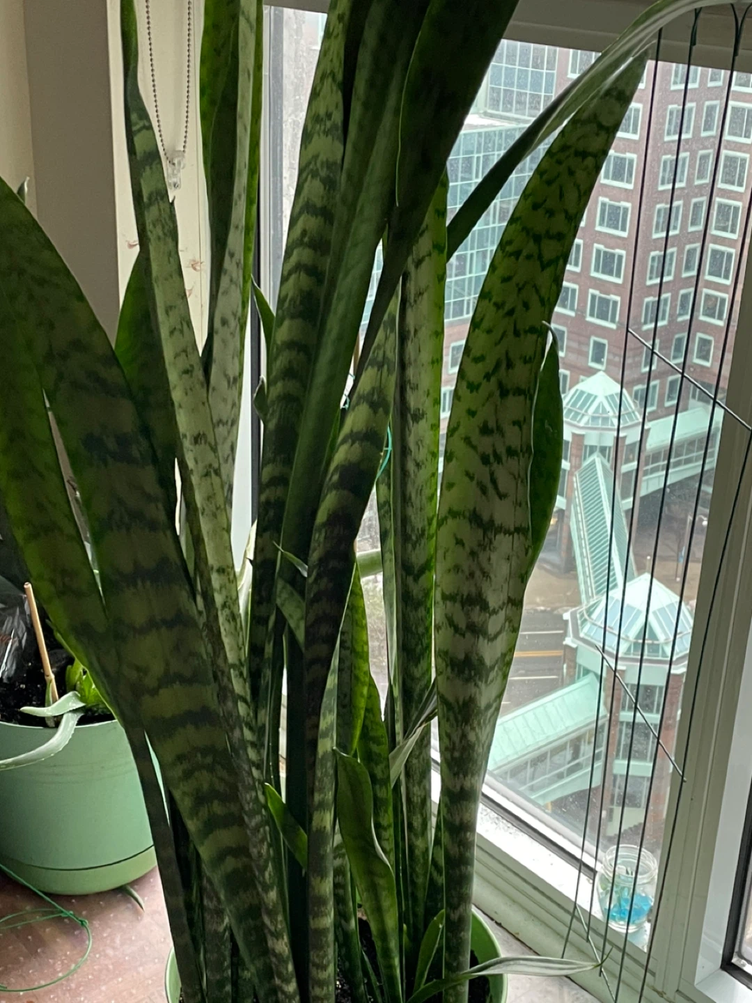 Snake Plant - photo 4
