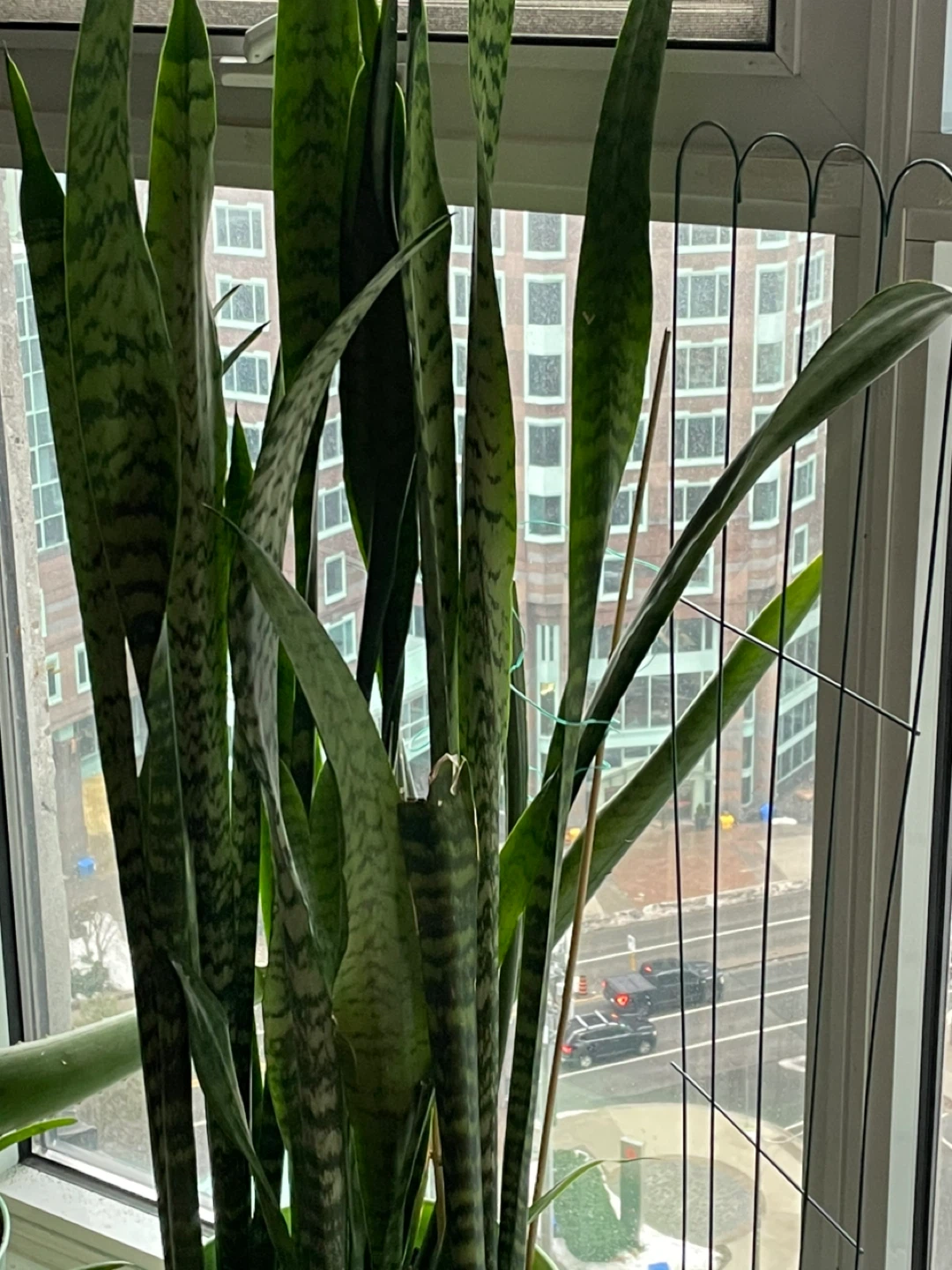 Snake Plant