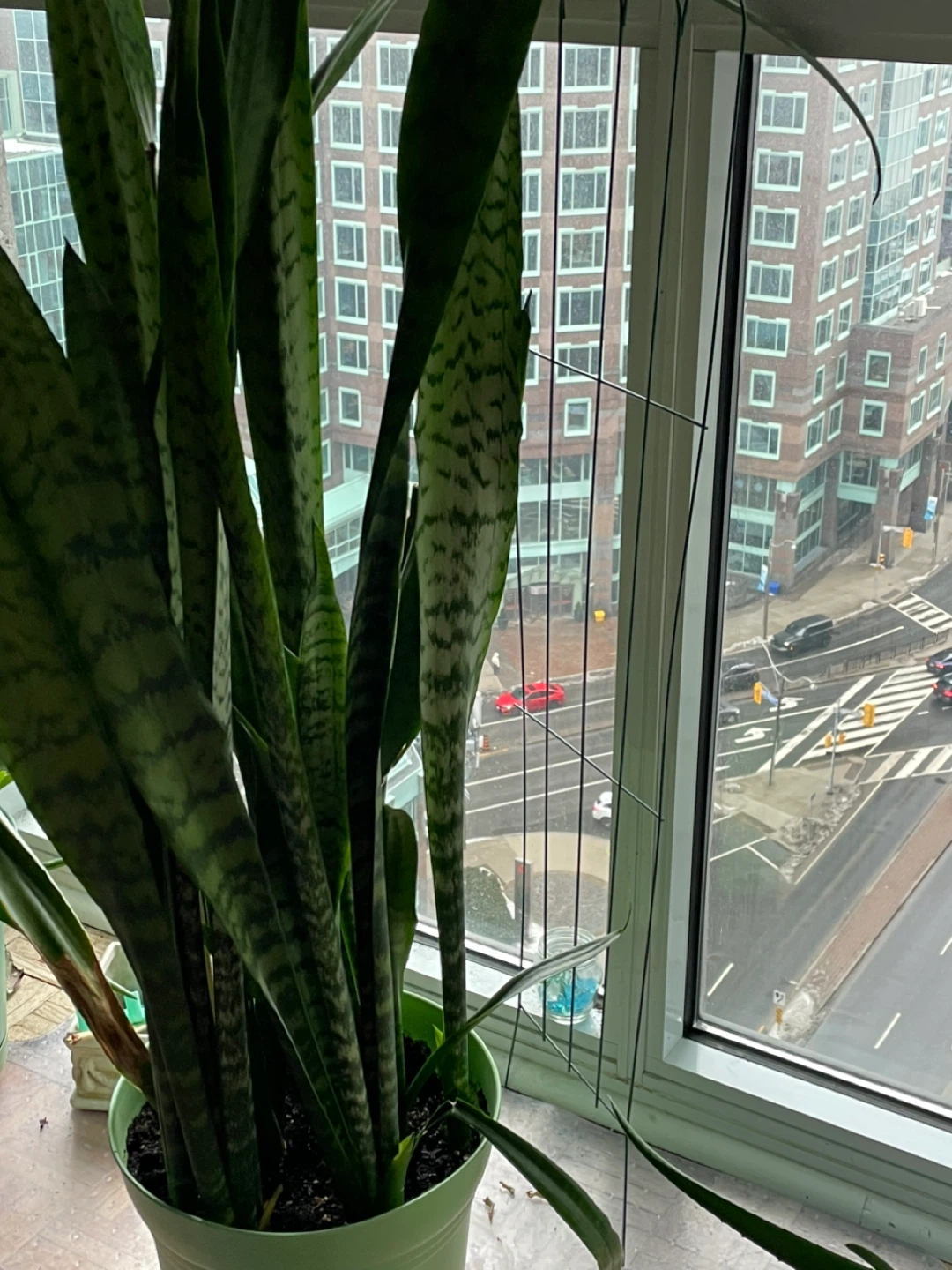 Snake Plant - photo 2