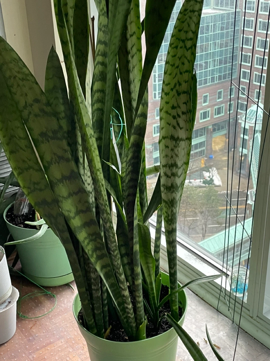 Snake Plant - photo 3