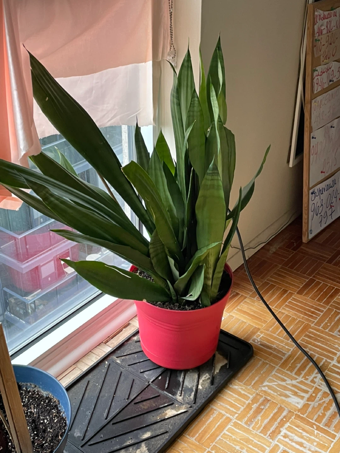 Snake Plant in Red Pot
