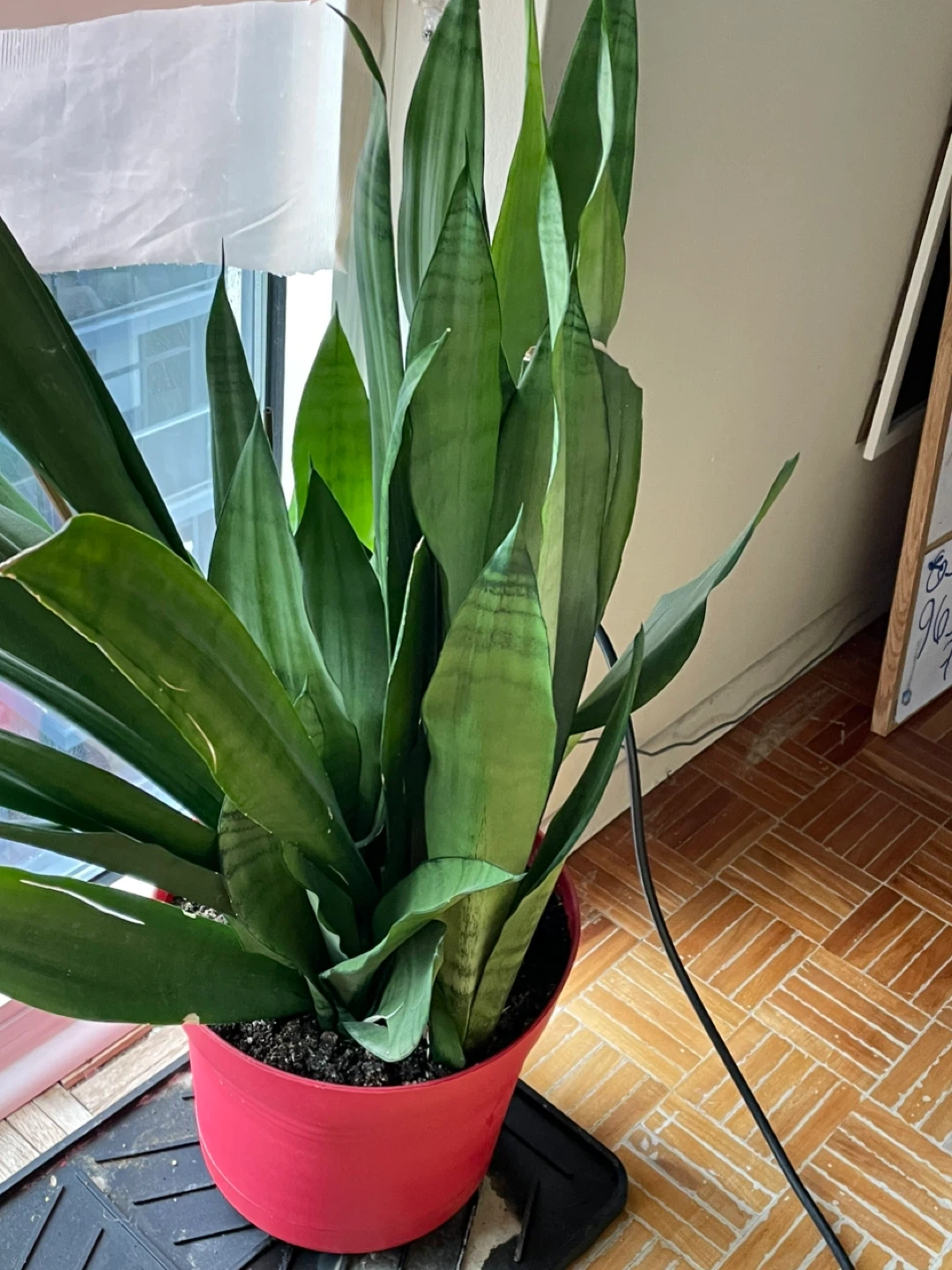 Snake Plant in Red Pot - photo 3