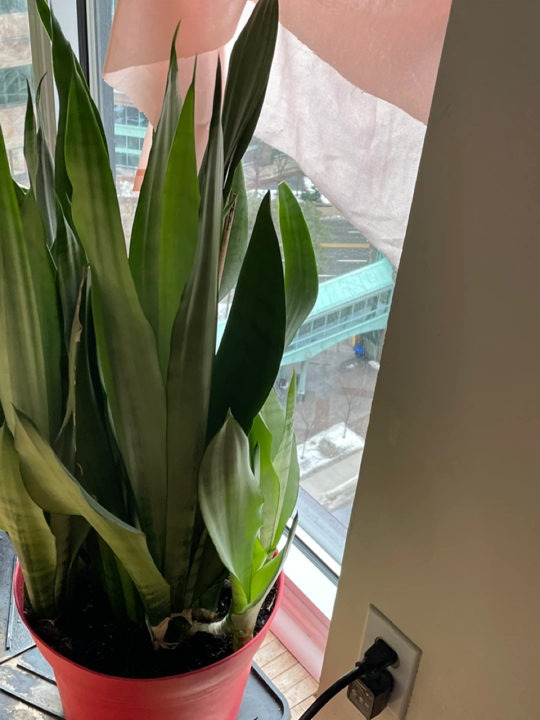 Snake Plant in Red Pot - photo 2