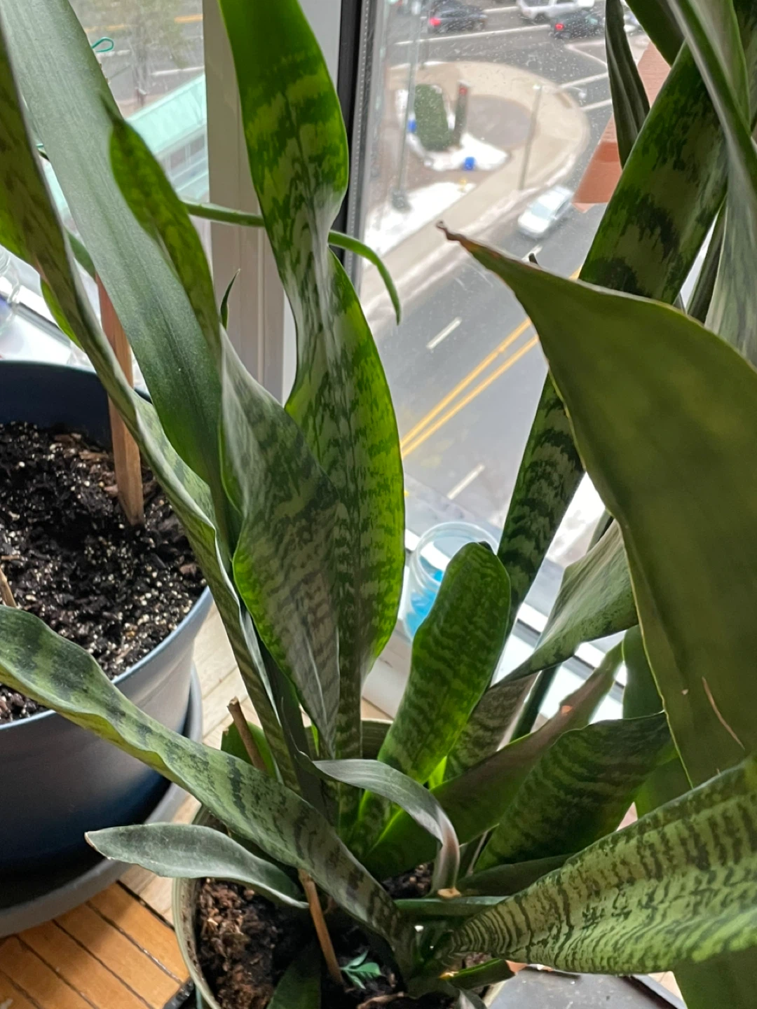Snake Plant in green pot