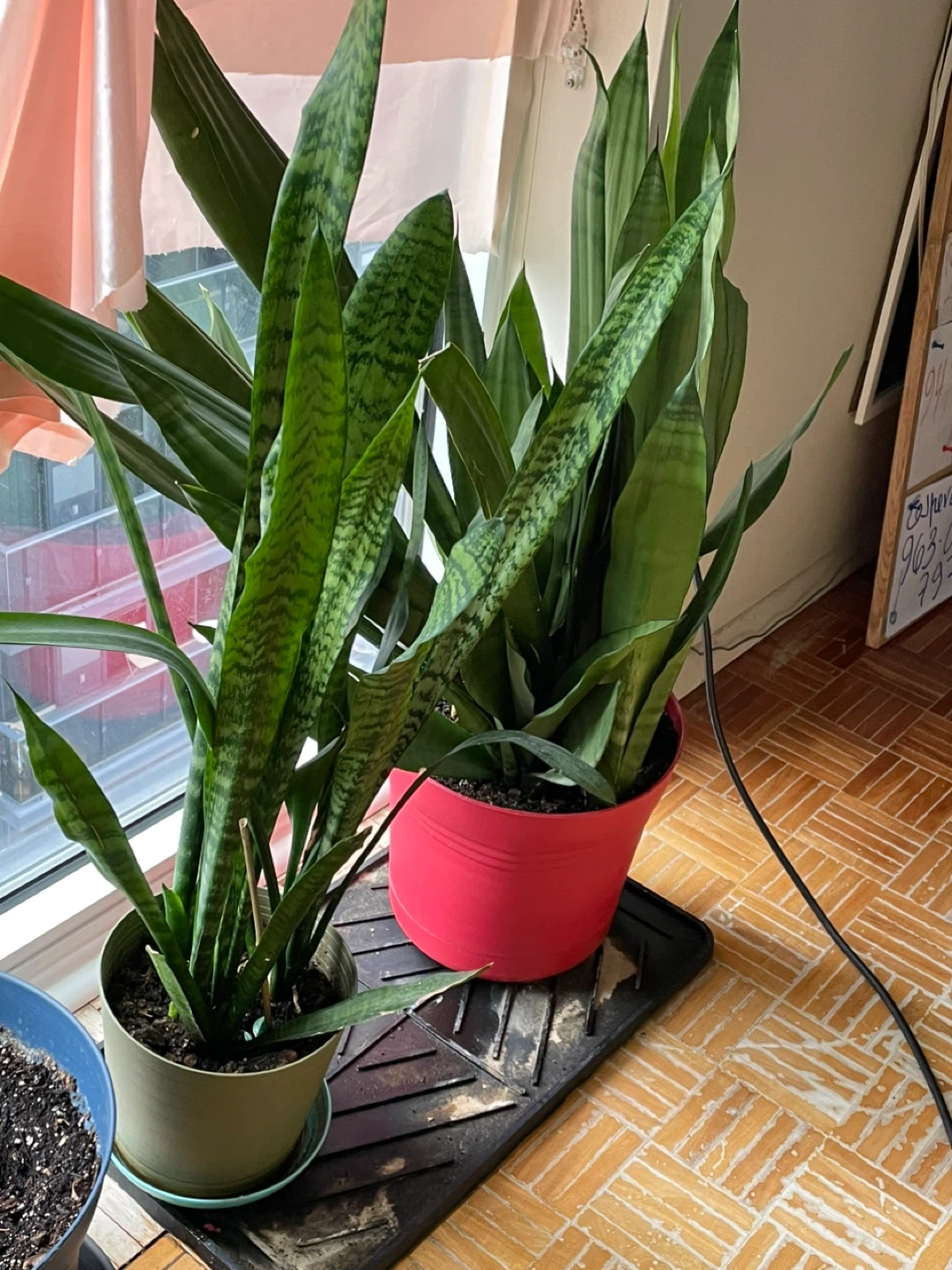 Snake Plant in green pot - photo 2