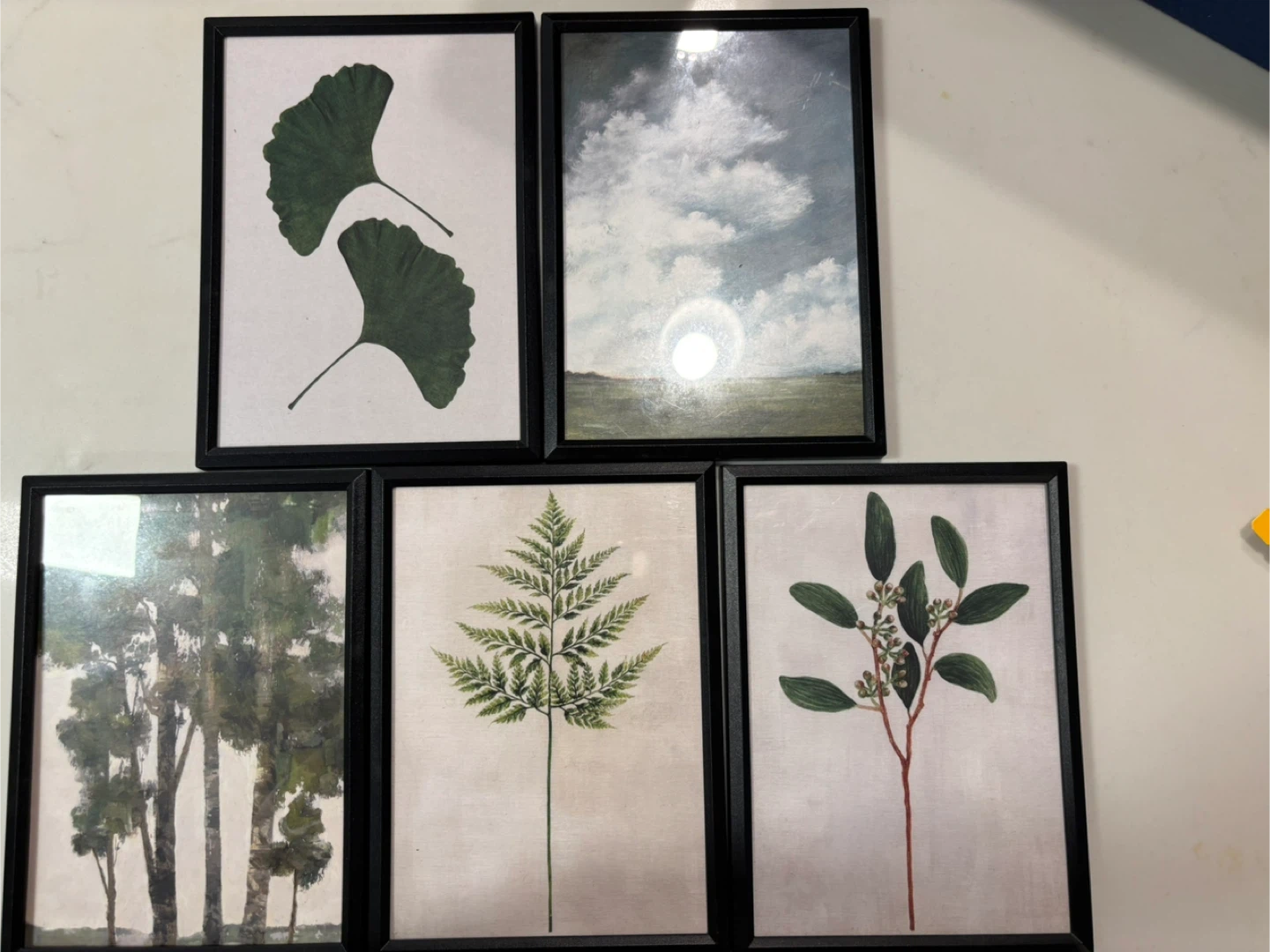 Photo Frames - Set of 5 Framed Botanical Prints