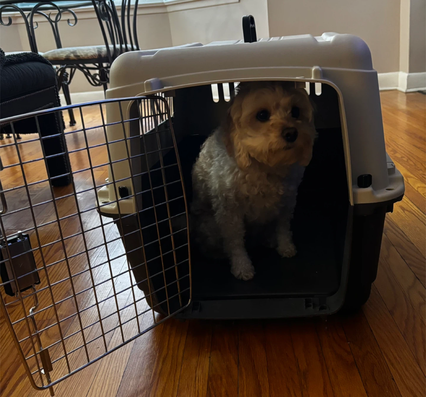 Plastic Pet Carrier - photo 4