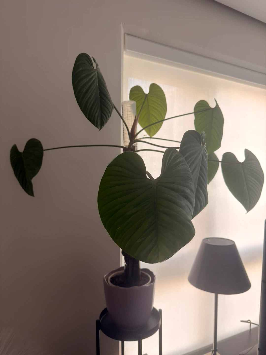 Philodendron Plowmanii Plant