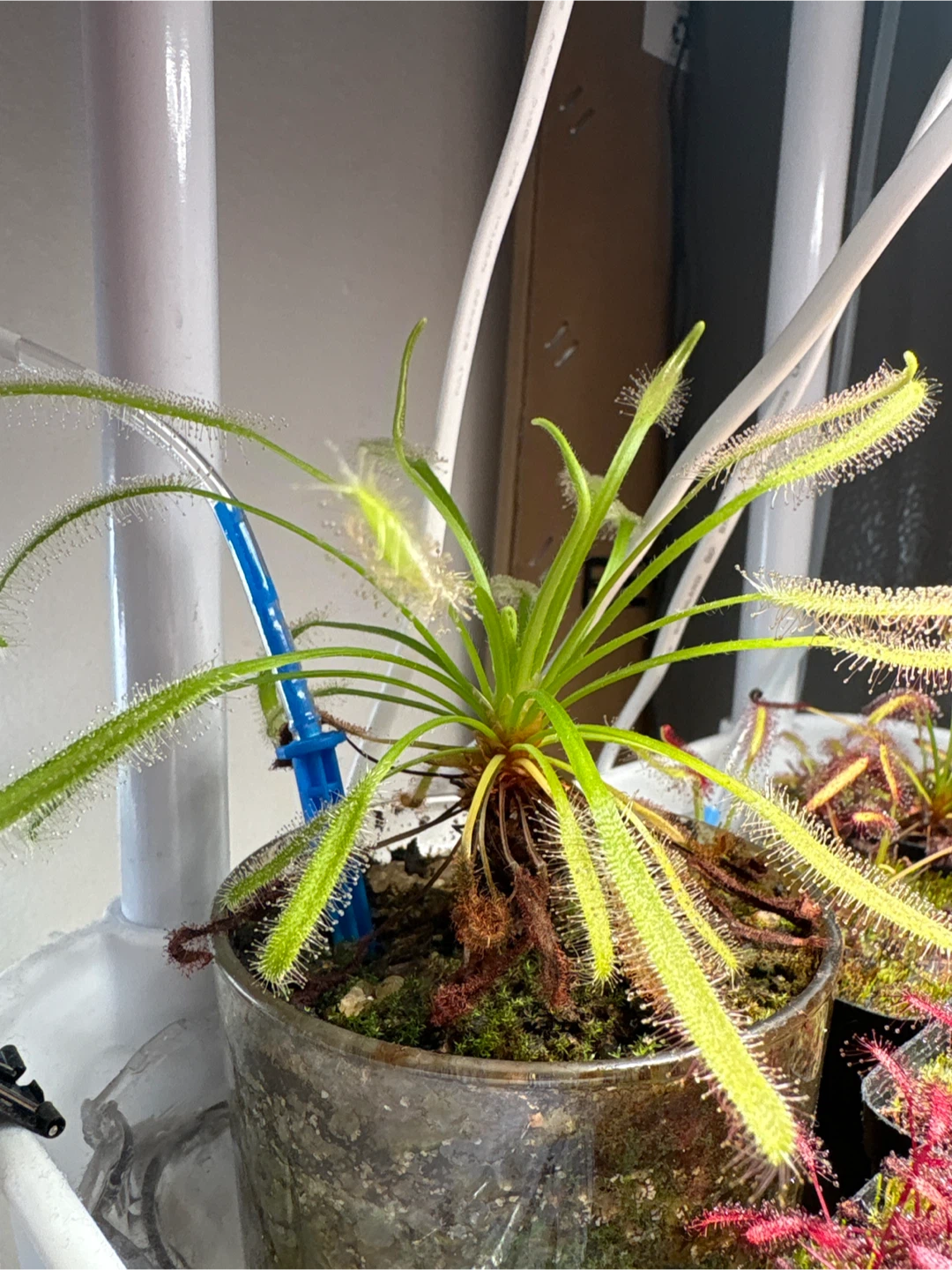 Sundew Drosera Capensis Plant