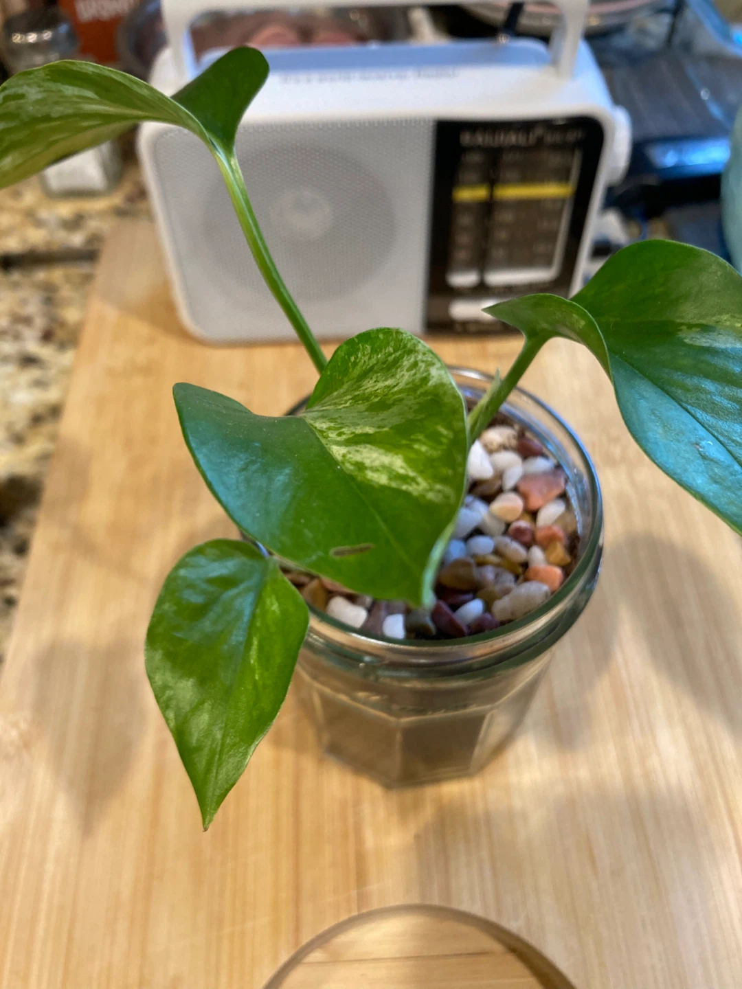 Pothos Plant in Glass Jar - photo 2