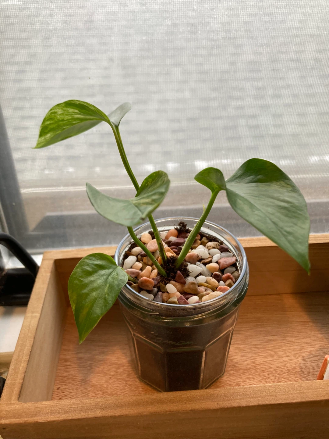 Pothos Plant in Glass Jar