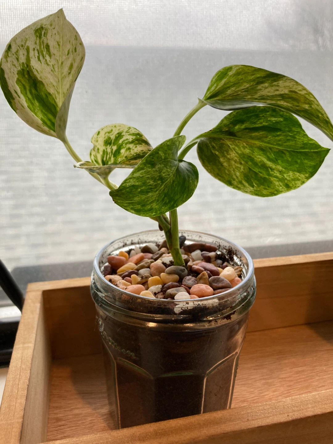 Pothos Plant in Glass Jar - photo 2
