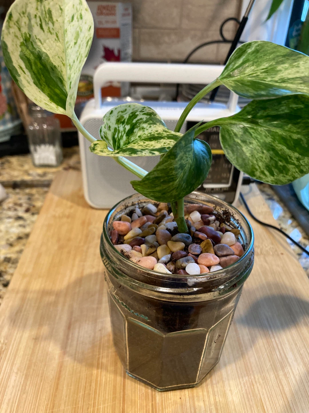 Pothos Plant in Glass Jar