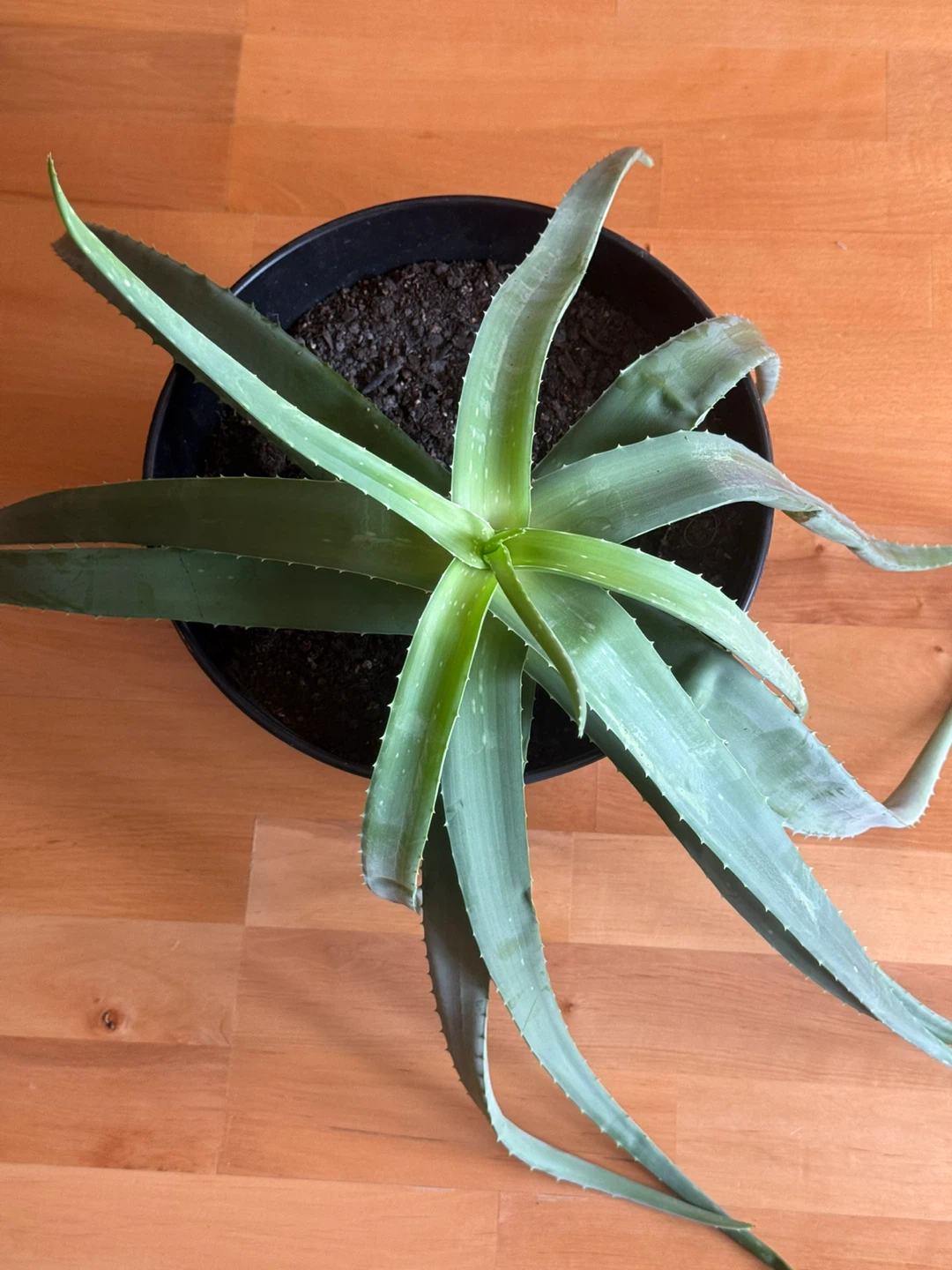 Aloe Vera Plant in Black Pot - photo 2