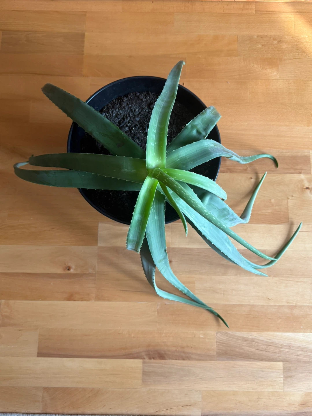 Aloe Vera Plant in Black Pot